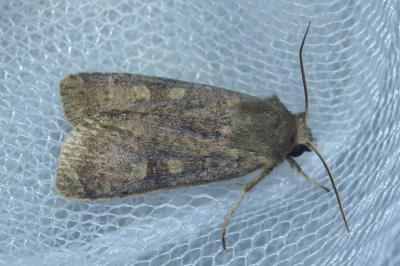 <i>Xestia xanthographa</i>