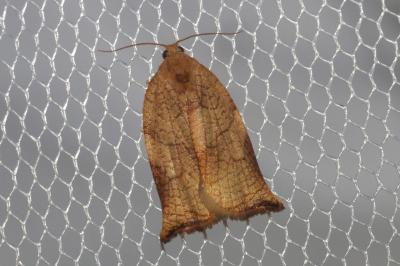 <i>Archips podana</i>