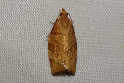 <i>Pandemis cerasana</i>