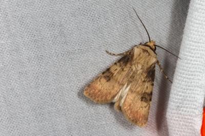 <i>Agrotis puta</i>