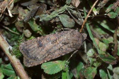 <i>Agrotis segetum</i>