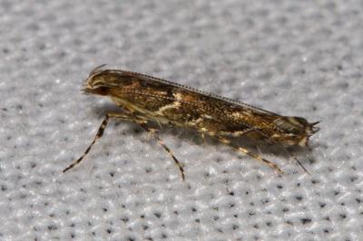 <i>Acrocercops brongniardella</i>
