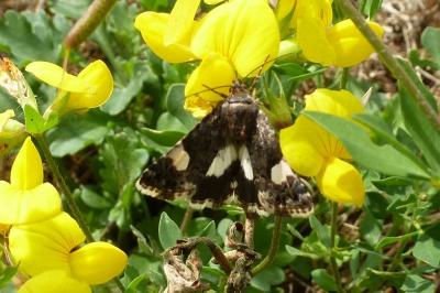<i>Tyta luctuosa</i>
