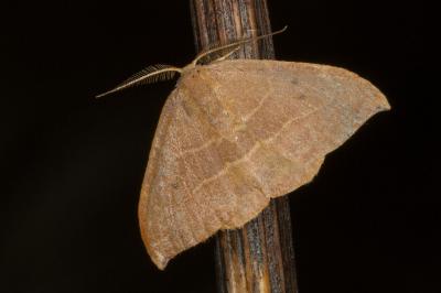 <i>Watsonalla uncinula</i>