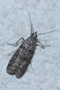 <i>Dioryctria</i>