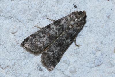 <i>Dioryctria simplicella</i>