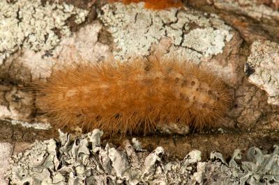 <i>Diaphora mendica</i>