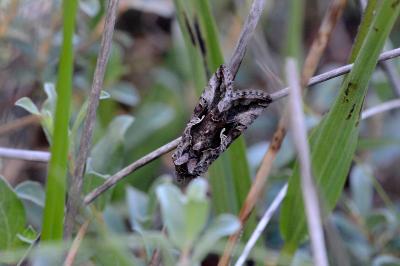 <i>Autographa gamma</i>