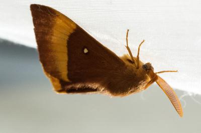 <i>Lasiocampa quercus</i>