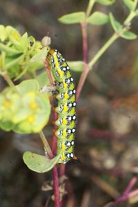 <i>Hyles euphorbiae</i>