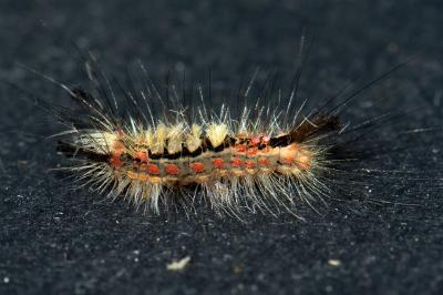 <i>Orgyia antiqua</i>