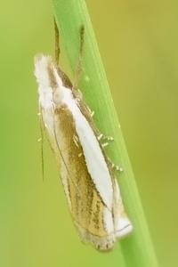 <i>Crambus pascuella</i>