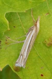 <i>Ancylolomia tentaculella</i>