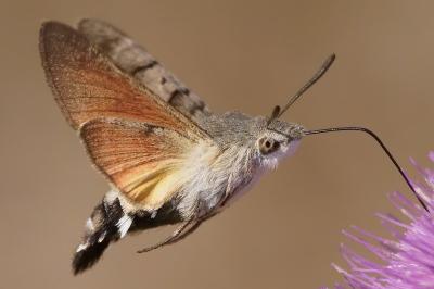 <i>Macroglossum stellatarum</i>
