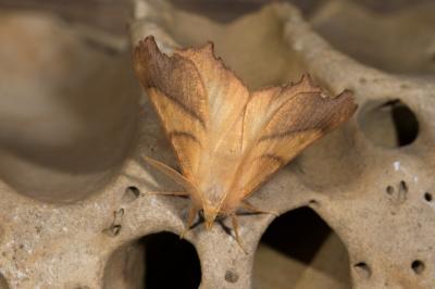 <i>Ennomos fuscantaria</i>