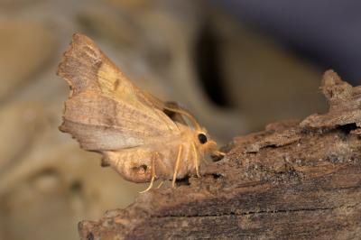 <i>Ennomos fuscantaria</i>
