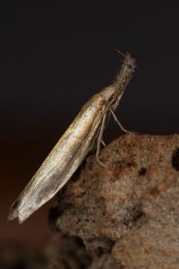 <i>Pleurota aristella</i>
