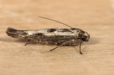 <i>Scythris limbella</i>
