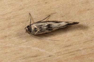 <i>Scythris limbella</i>