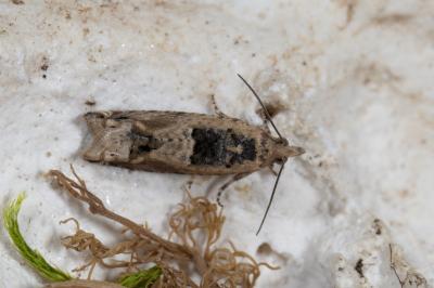 <i>Crocidosema plebejana</i>
