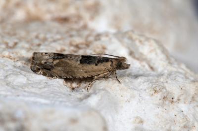 <i>Crocidosema plebejana</i>
