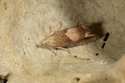 <i>Eucosma conterminana</i>