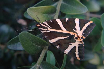 <i>Euplagia quadripunctaria</i>