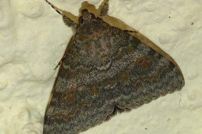 <i>Catocala elocata</i>