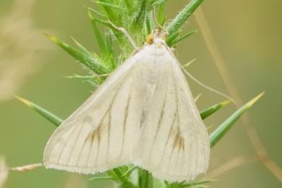 <i>Sitochroa palealis</i>