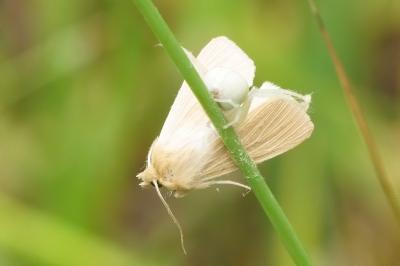 <i>Mythimna pallens</i>