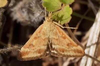 <i>Pyrausta despicata</i>