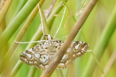 <i>Elophila nymphaeata</i>