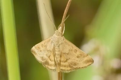 <i>Pyrausta despicata</i>