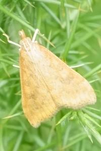 <i>Udea ferrugalis</i>