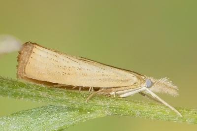 <i>Agriphila straminella</i>