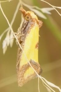 <i>Agapeta zoegana</i>