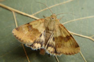 Heliothis viriplaca