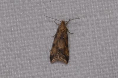 <i>Brachmia blandella</i>