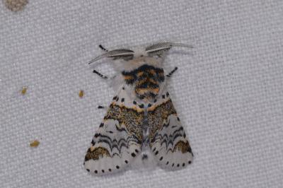 <i>Furcula furcula</i>