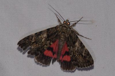 <i>Catocala promissa</i>