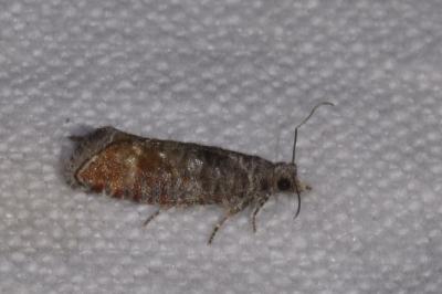 <i>Clavigesta sylvestrana</i>