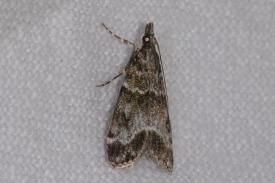 <i>Eudonia lacustrata</i>