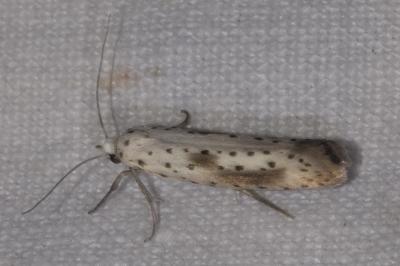 <i>Yponomeuta irrorella</i>