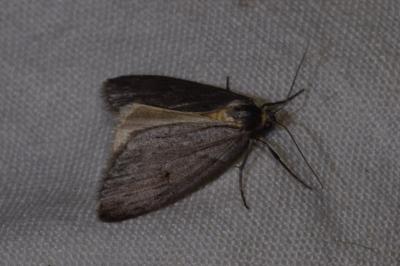 <i>Pachycnemia hippocastanaria</i>