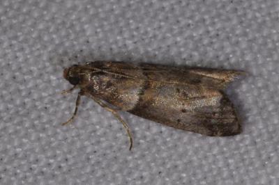 <i>Acrobasis consociella</i>