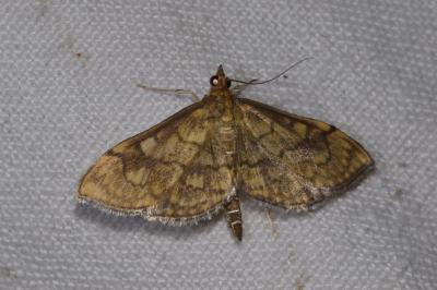 <i>Anania verbascalis</i>