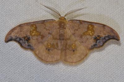 <i>Sabra harpagula</i>