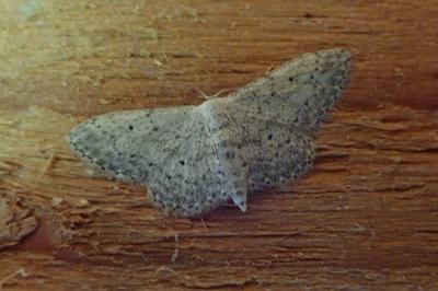 <i>Idaea seriata</i>