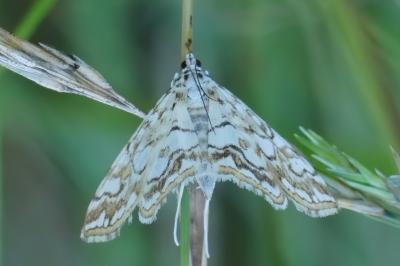<i>Elophila nymphaeata</i>