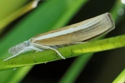 <i>Agriphila selasella</i>